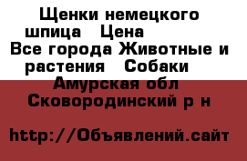 Щенки немецкого шпица › Цена ­ 20 000 - Все города Животные и растения » Собаки   . Амурская обл.,Сковородинский р-н